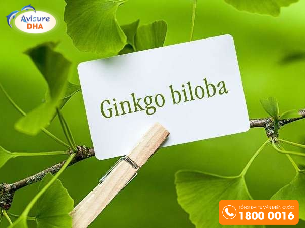 Ginkgo Bibola thành phần thuốc bổ não không thể thiếu