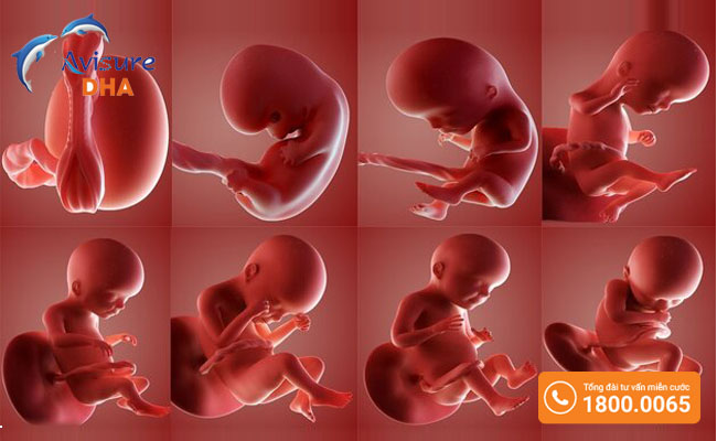Sự phát triển của thai nhi theo từng giai đoạn của thai kỳ